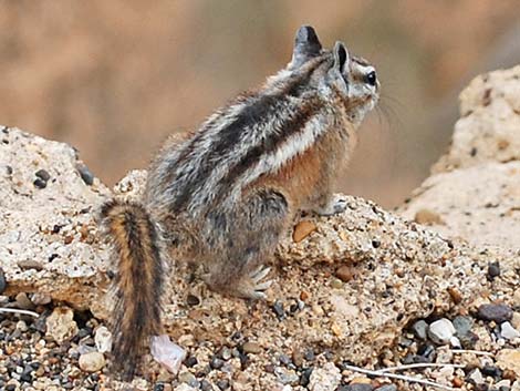 Uinta Chipmunk (Neotamias umbrinus)