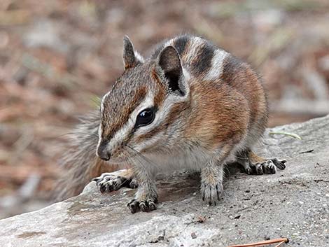 Uinta Chipmunk (Neotamias umbrinus)