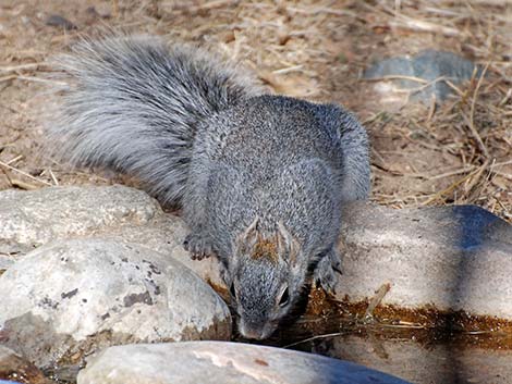 Arizona Gray Squirrel (Sciurus arizonensis)