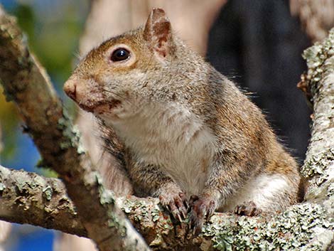 Eastern Gray Squirrel (Sciurus carolinensis)