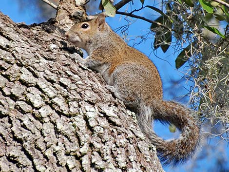 Eastern Gray Squirrel (Sciurus carolinensis)