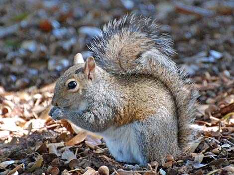 Eastern Gray Squirrel (Sciurus carolinensis)