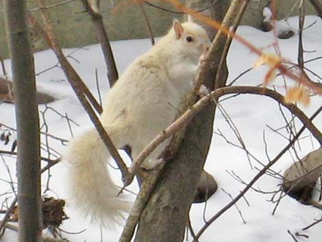 Eastern Gray Squirrel (Sciurus carolinensis)