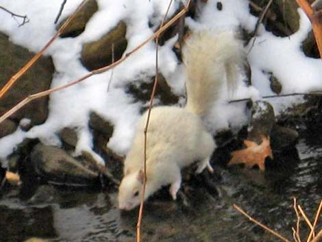 Eastern Gray Squirrel (Sciurus carolinensis)