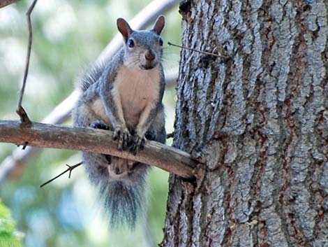 Western Gray Squirrel (Sciurus griseus)