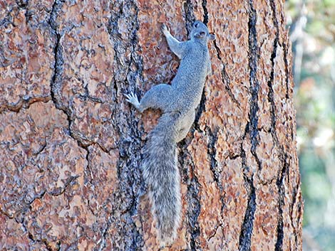 Western Gray Squirrel (Sciurus griseus)