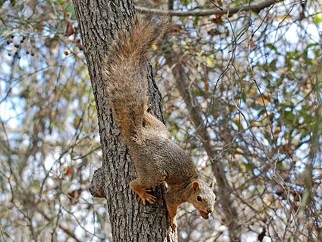 Fox Squirrel (Sciurus niger)