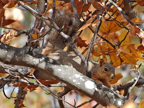 Fox Squirrel (Sciurus niger)