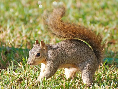 Fox Squirrel (Sciurus niger)