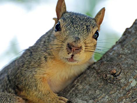 Fox Squirrel (Sciurus niger)