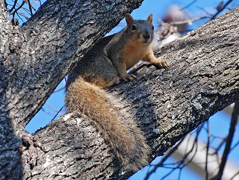 Fox Squirrel (Sciurus niger)