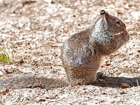 California Ground Squirrel (Otospermophilus beecheyi)