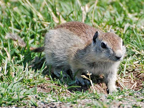 Belding's Ground Squirrel (Urocitellus beldingi)