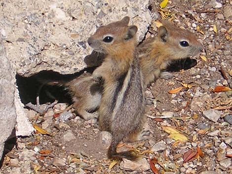 Golden-mantled Ground Squirrel (Callospermophilus lateralis)