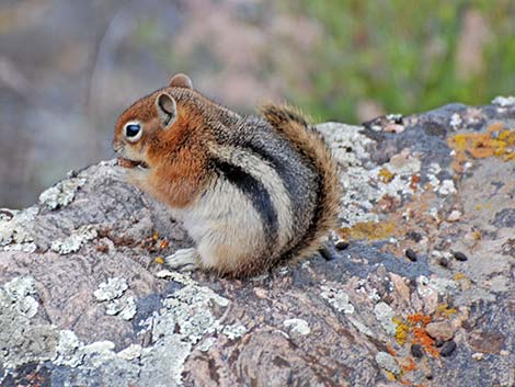 Golden-mantled Ground Squirrel (Callospermophilus lateralis)