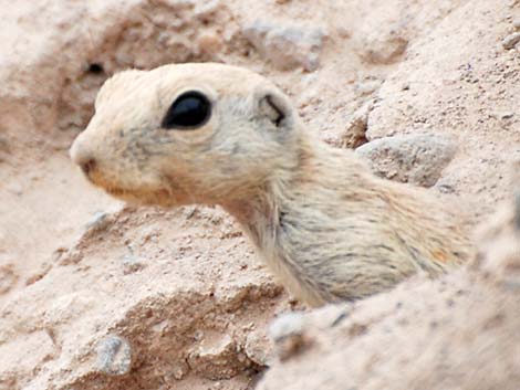 ground squirrel