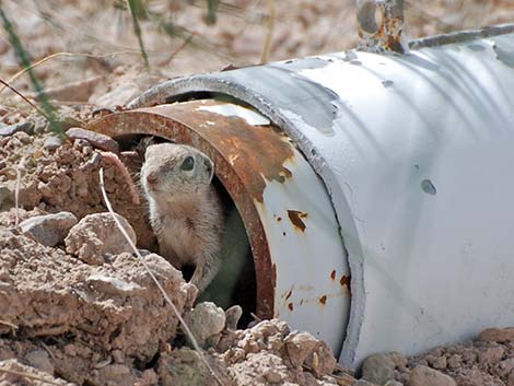 Round-tailed Ground Squirrel (Xerospermophilus tereticaudus)