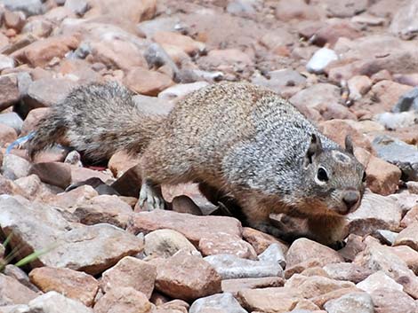 Rock Squirrel (Otospermophilus variegatus)