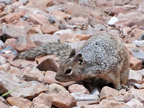 Rock Squirrel (Otospermophilus variegatus)