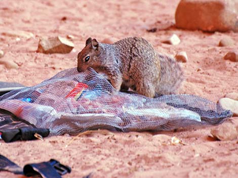 Rock Squirrel (Otospermophilus variegatus)