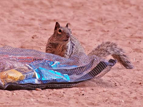 Rock Squirrel (Otospermophilus variegatus)