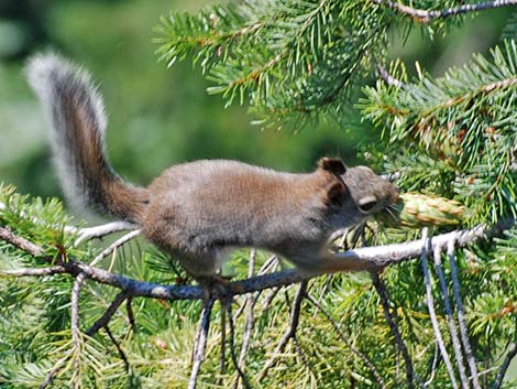 Douglas' Squirrel (Tamiasciurus douglasii)