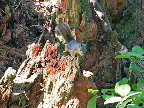 Douglas' Squirrel (Tamiasciurus douglasii)