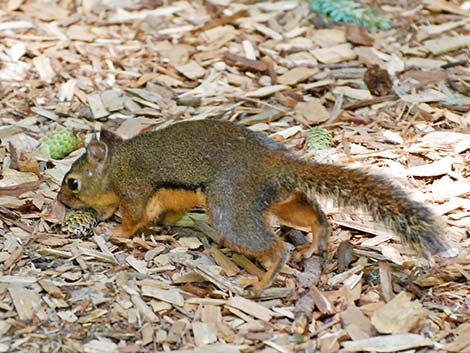 Douglas' Squirrel (Tamiasciurus douglasii)