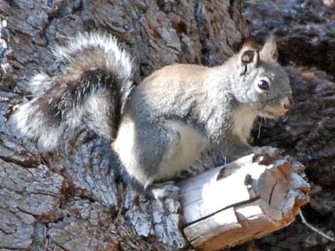 Douglas' Squirrel (Tamiasciurus douglasii)