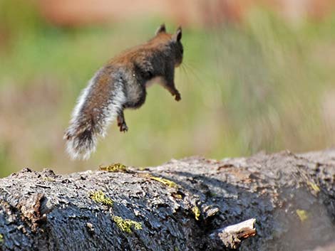 Douglas' Squirrel (Tamiasciurus douglasii)