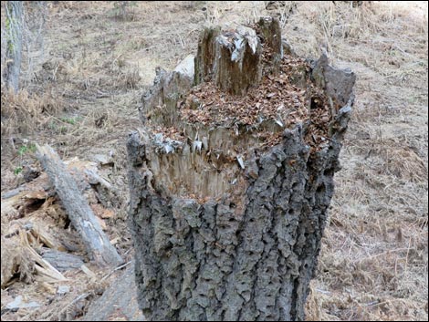 Douglas' Squirrel (Tamiasciurus douglasii)