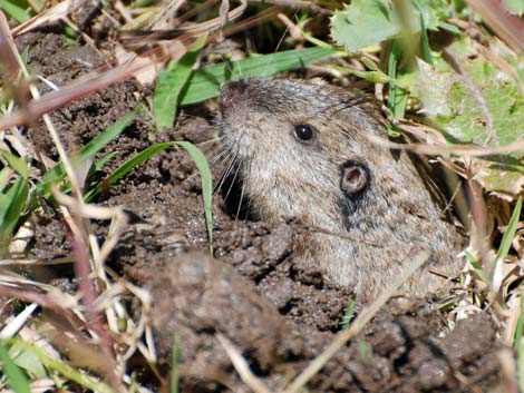 Valley Pocket Gopher (Thomomys bottae)