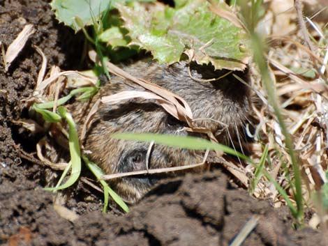 Valley Pocket Gopher (Thomomys bottae)