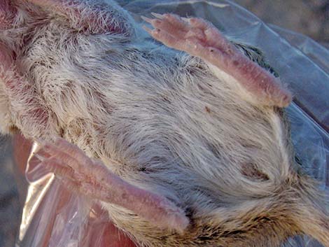 Long-tailed Pocket Mouse (Chaetodipus formosus)