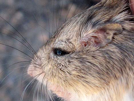 Long-tailed Pocket Mouse (Chaetodipus formosus)