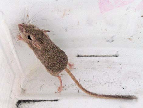 Long-tailed Pocket Mouse (Chaetodipus formosus)