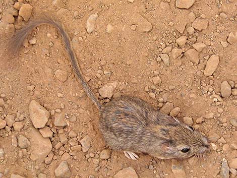 Long-tailed Pocket Mouse (Chaetodipus formosus)