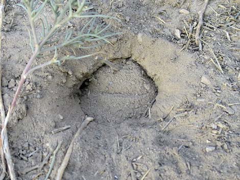 Long-tailed Pocket Mouse (Chaetodipus formosus)