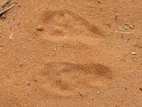 Desert Kangaroo Rat (Dipodomys deserti)