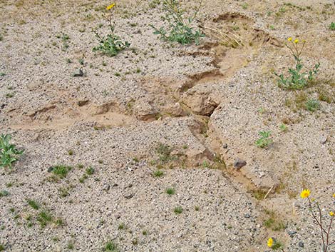 Desert Kangaroo Rat (Dipodomys deserti)