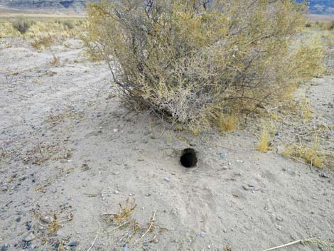 Desert Kangaroo Rat (Dipodomys deserti)