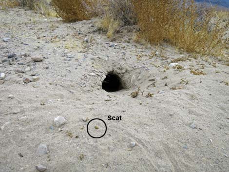 Desert Kangaroo Rat (Dipodomys deserti)