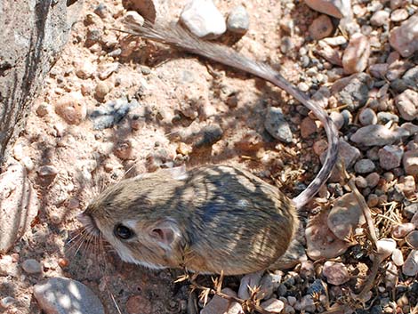 Merriam's Kangaroo Rat (Dipodomys merriami)