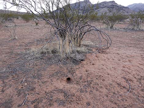 Merriam's Kangaroo Rat (Dipodomys merriami)