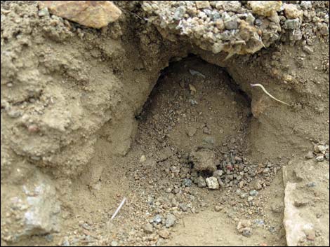 Merriam's Kangaroo Rat (Dipodomys merriami)