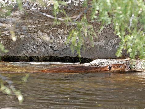 American Beaver (Castor canadensis)