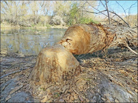 American Beaver (Castor canadensis)