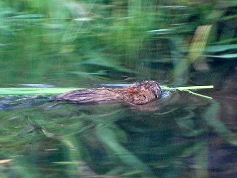 Muskrat (Ondatra zibethicus)