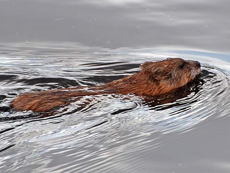 Muskrat (Ondatra zibethicus)