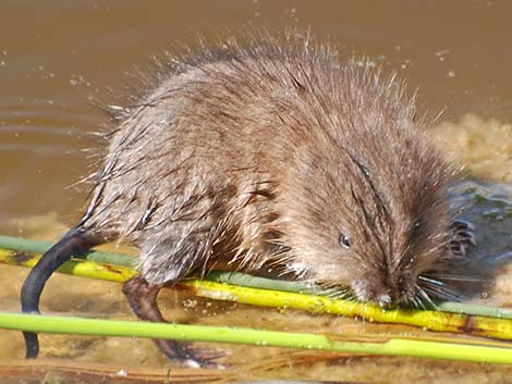 Muskrat (Ondatra zibethicus)